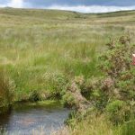 environmental consultants